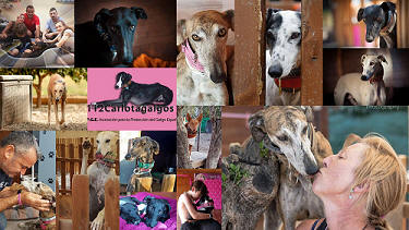 112 Carlota Galgos